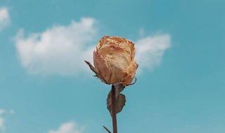 眼前人心上人电视剧 眼前人心上人电视剧