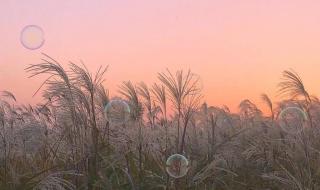 眼前人心上人电视剧 眼前人心上人电视剧